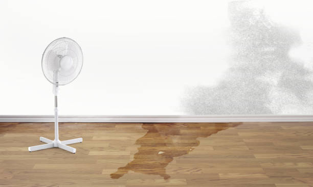 Best Mold removal after water damage  in Northwest Ithaca, NY